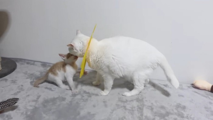 顔を近付ける子猫と白猫