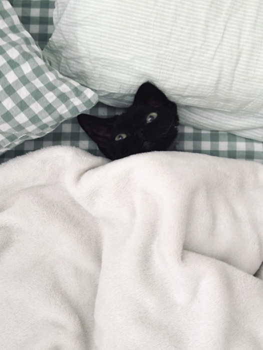布団から顔だけ出して飼い主を見つめる猫