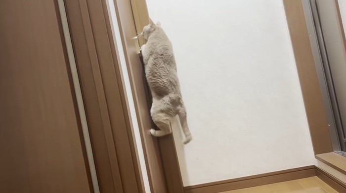 ドアの前でジャンプしている猫