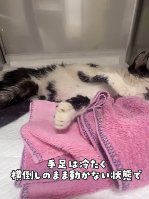 横になっている猫