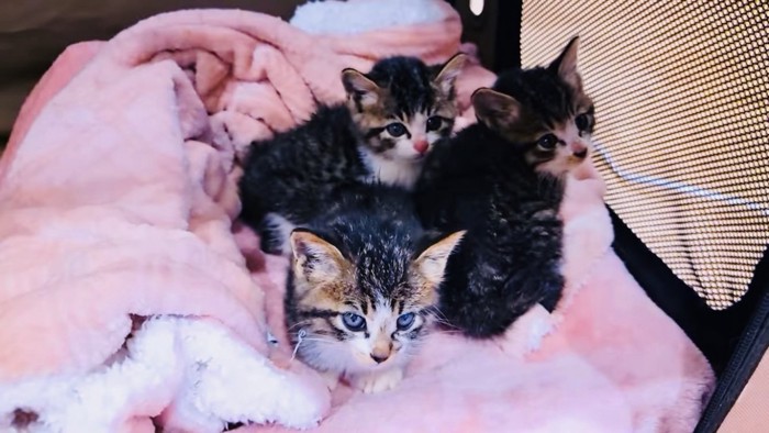 ケージの中の3匹の子猫