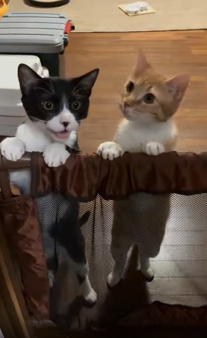 二足立ちの2匹の猫2