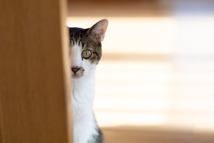 物陰からじっと見つめている猫