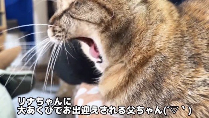 あくびをする猫