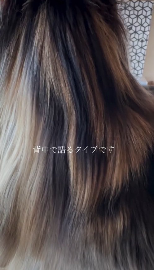 毛並みがキレイな猫