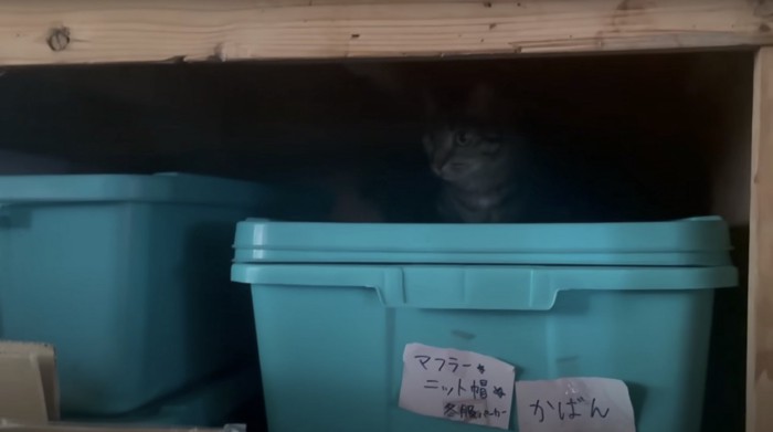 押入れの奥に潜む猫