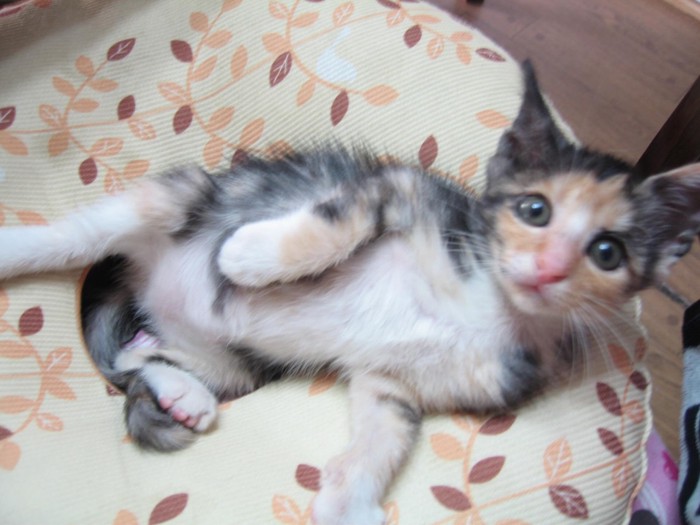 寝そべっている子猫