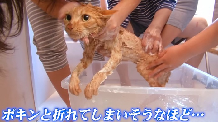 容器の縁に前足をかける猫