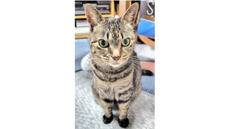 室内にいる猫