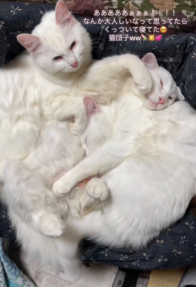 くっついて眠る子猫たち