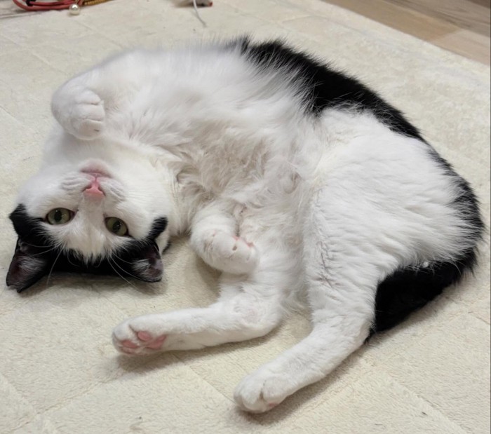 仰向けになっているおこめちゃん