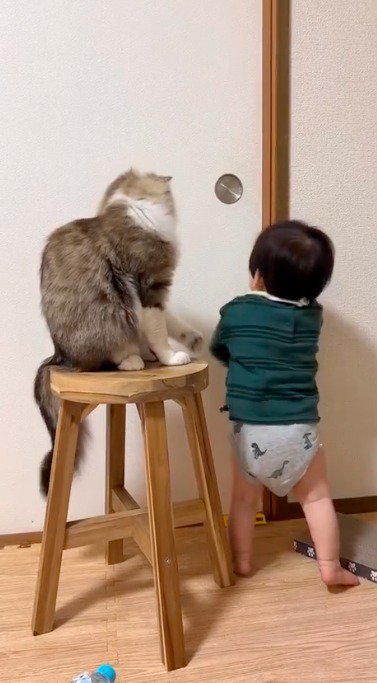 猫の前足をふりほどく赤ちゃん