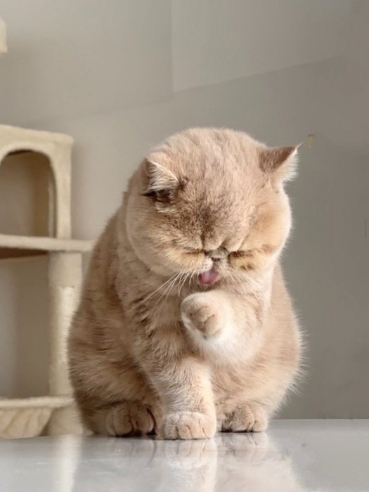 手をなめる子猫