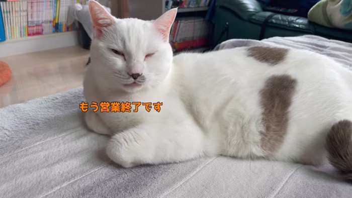 眠いハクちゃん