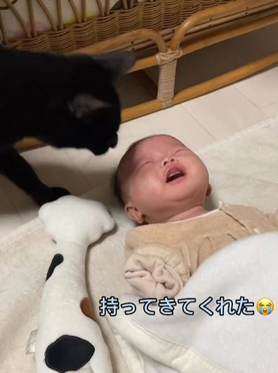 赤ちゃんの顔に鼻を近づける猫