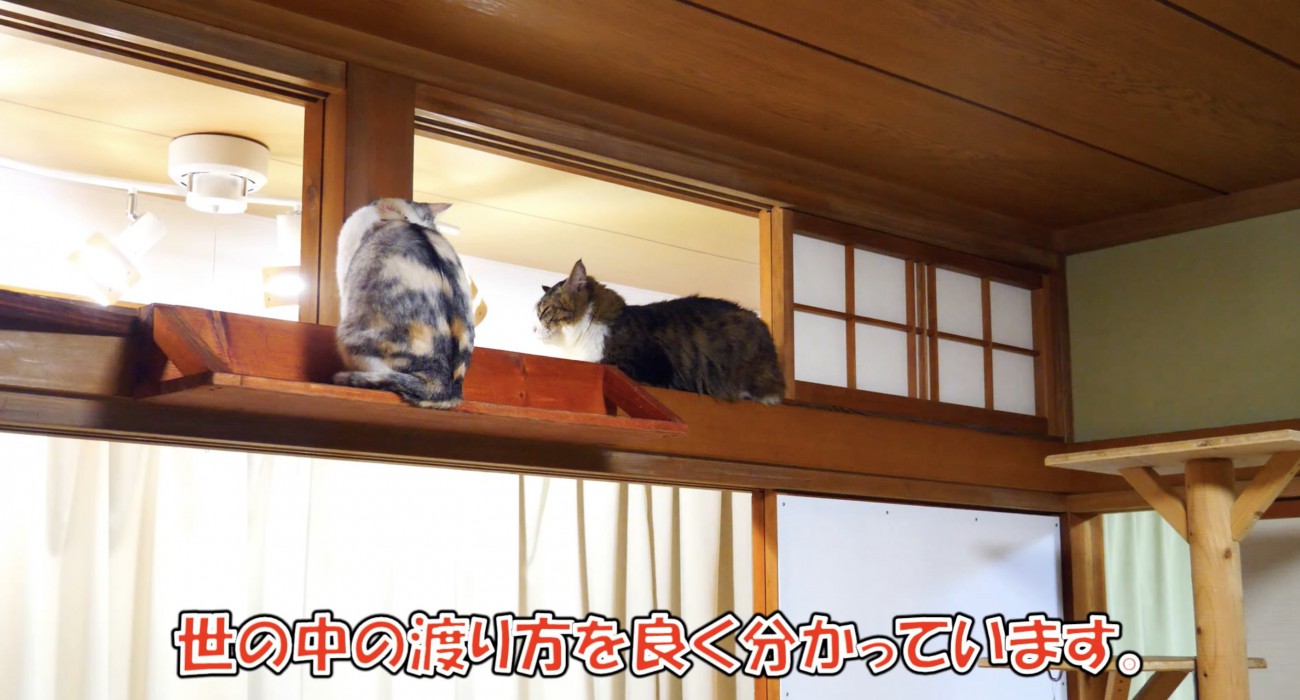 座って落ち着くボス吉くん