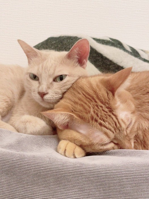 寄り添う猫