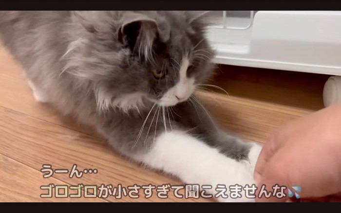 じゃれる猫