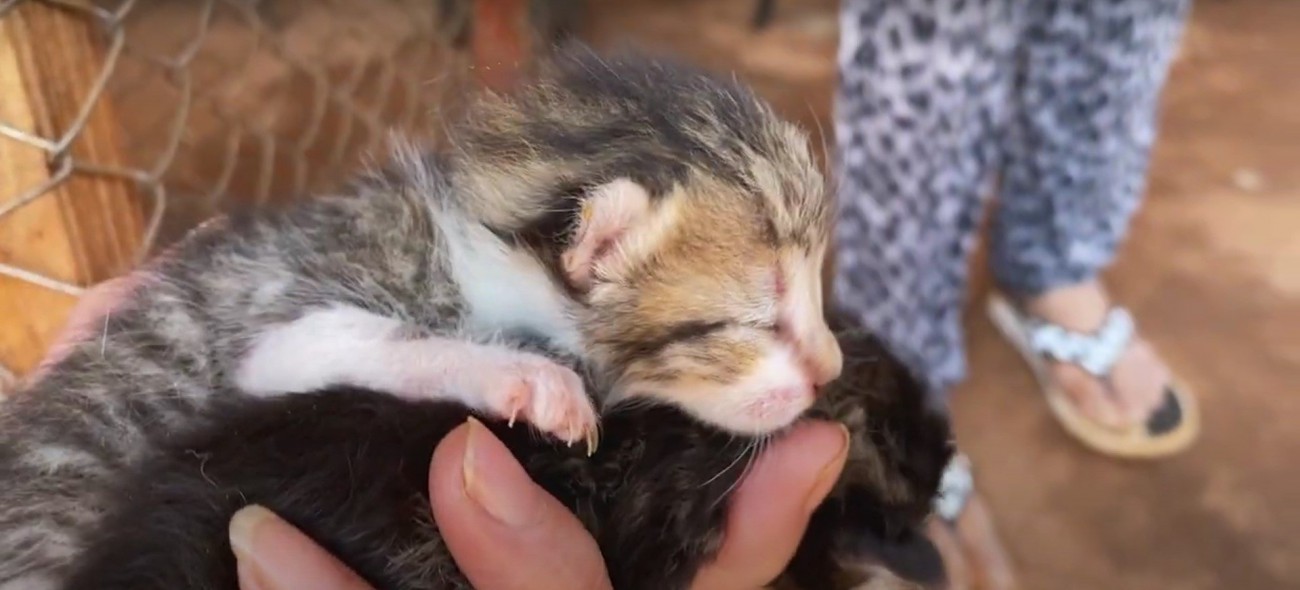 2匹の子猫