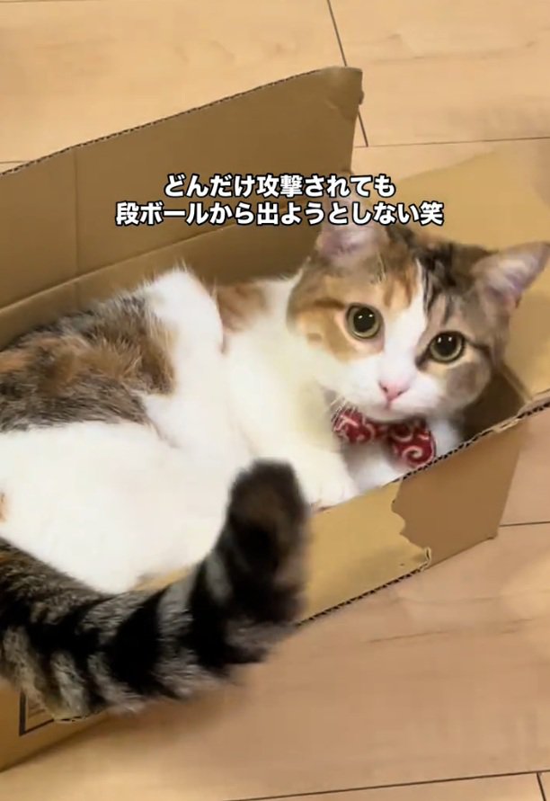 飼い主さんを見るぽんずちゃん