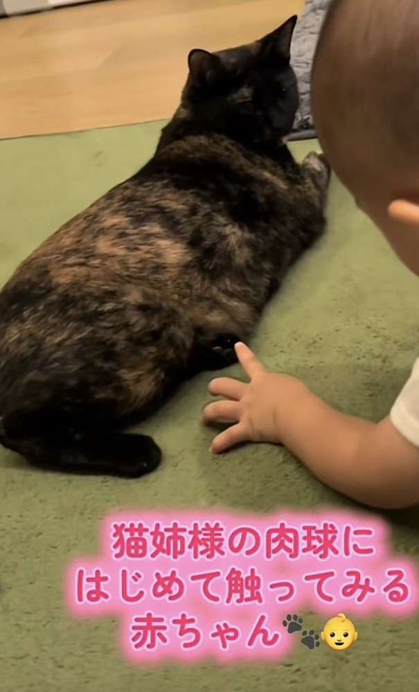 「猫姉様の肉球に...」のテロップ写真3