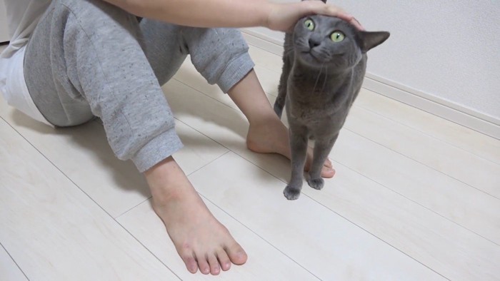 頭を撫でられ中