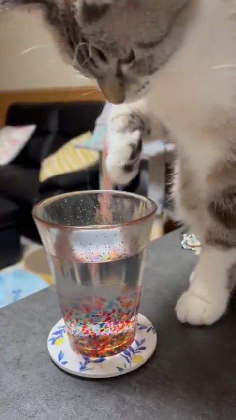 前足をあげる猫