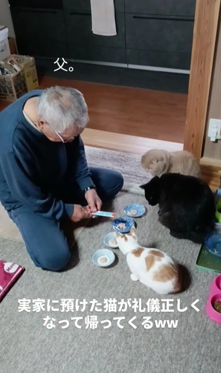 おやつを盛るお父さまと3匹の猫