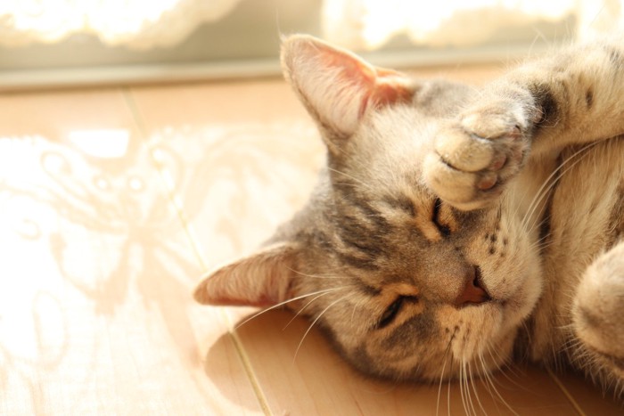 窓際で眩しそうにする猫