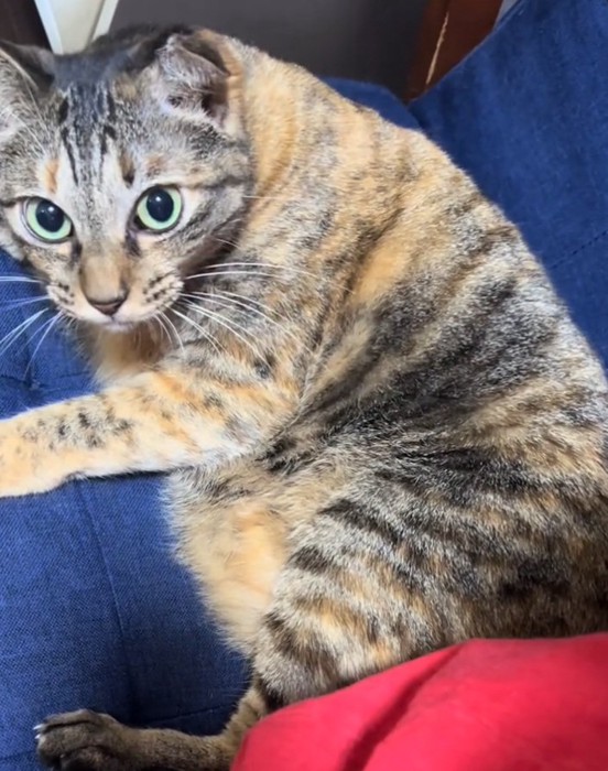 見つめてくる猫