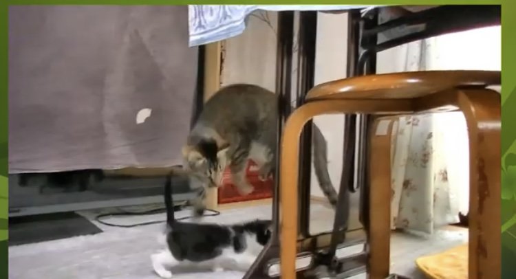白黒猫を避ける茶トラ猫