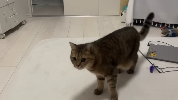 シッポをフリフリ