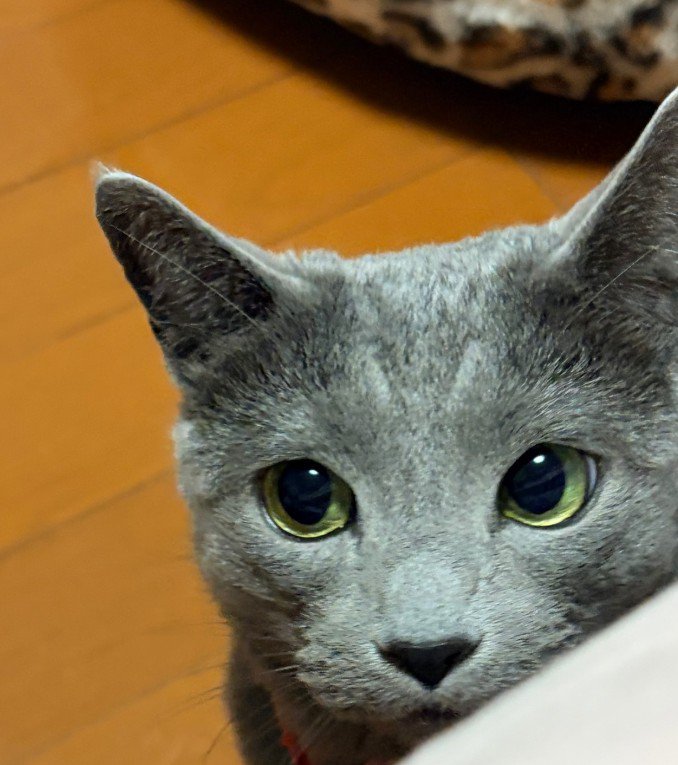 右を見る猫(顔のアップ)
