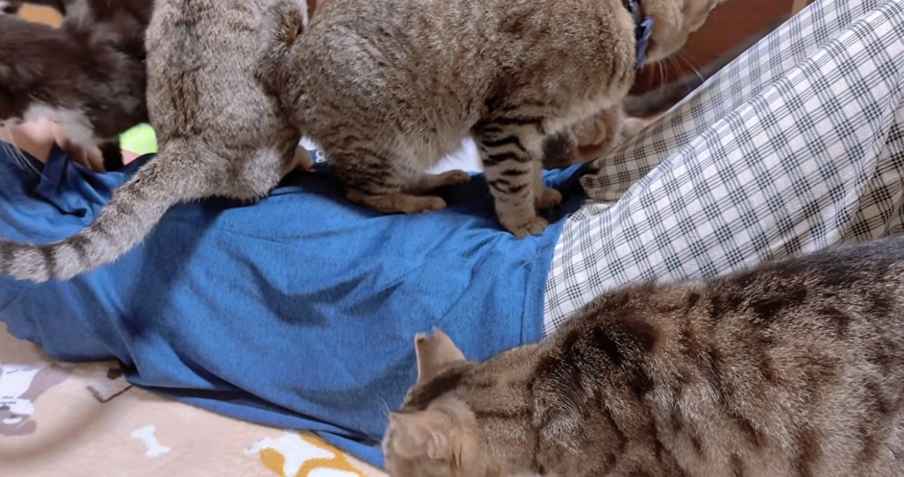 寝ている飼い主のお腹の上に乗る猫