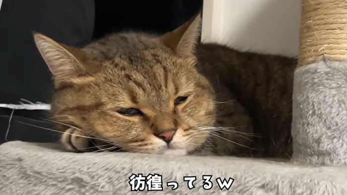 彷徨ってる