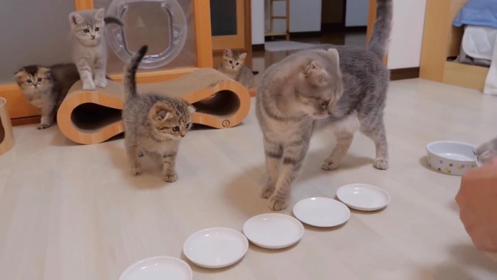 カツオを気にする母猫と子猫たち