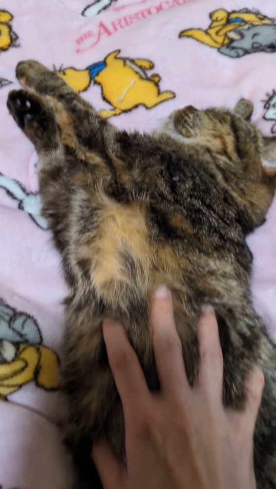 眠っている猫のお腹に手を置く飼い主