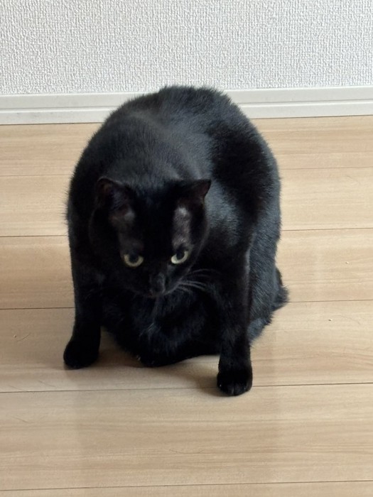 座っている黒猫