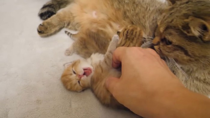 あくびをする子猫