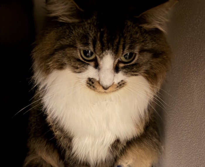 隠れようと逃げた猫