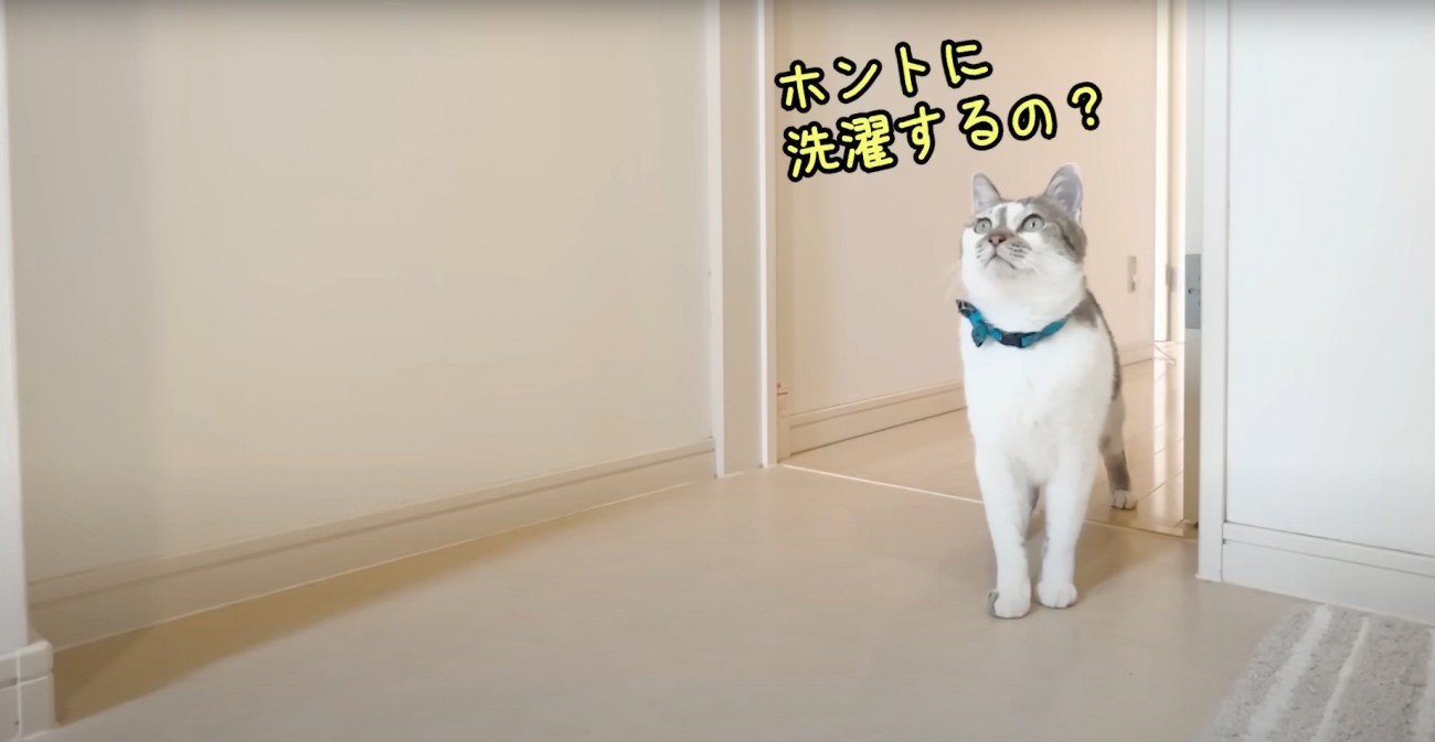 飼い主さんを見つめるささみくん