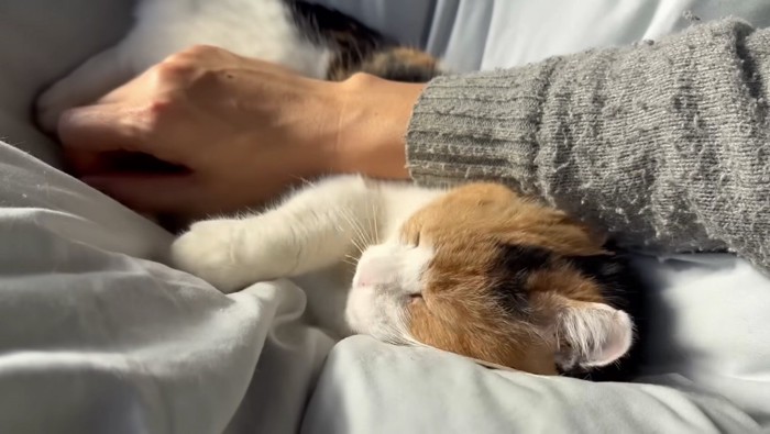 満足そうなミケ