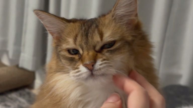 撫でられている猫