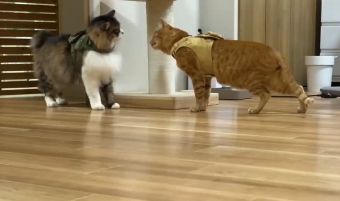 洋服を着てにらみあう2匹の猫