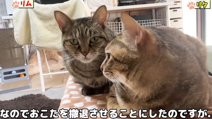 「なのでおこたを撤退させることにしたのですが」