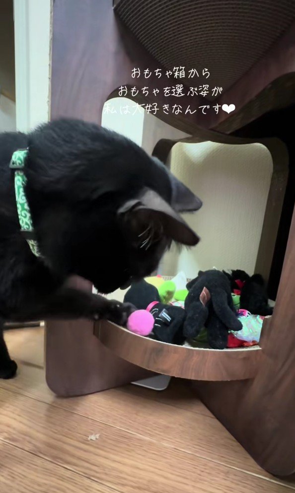 おもちゃを選ぶナイトくん