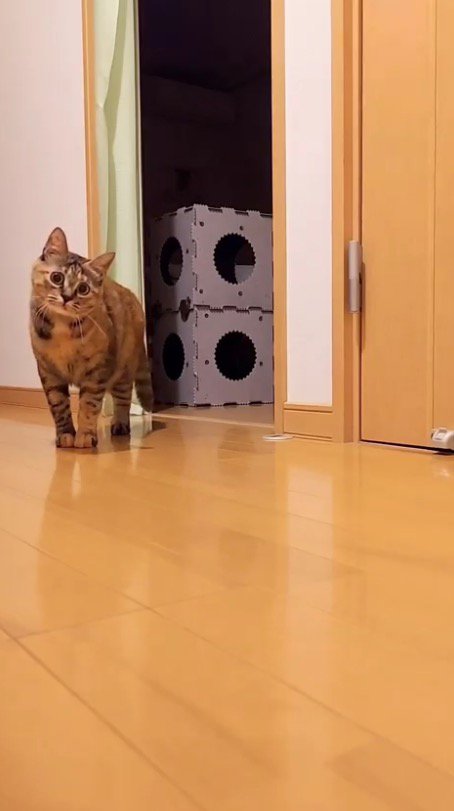 何かを見つめる猫