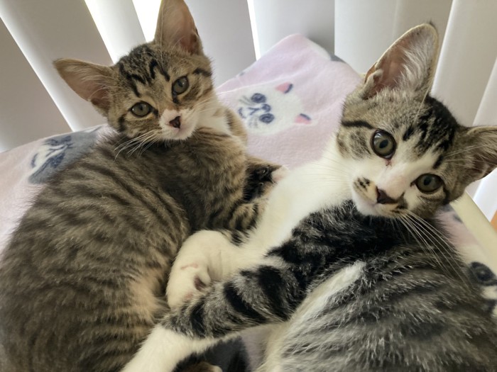 寄り添ってカメラの方を見る猫2匹