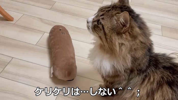 座る猫の横顔