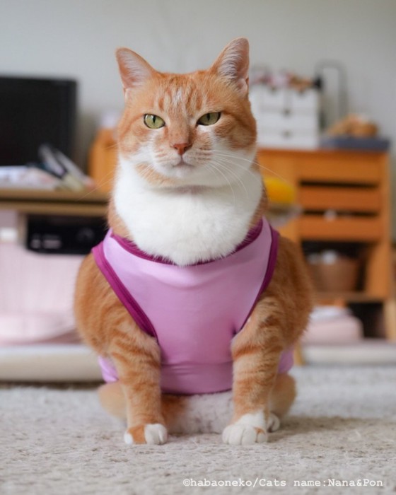 服を着た猫